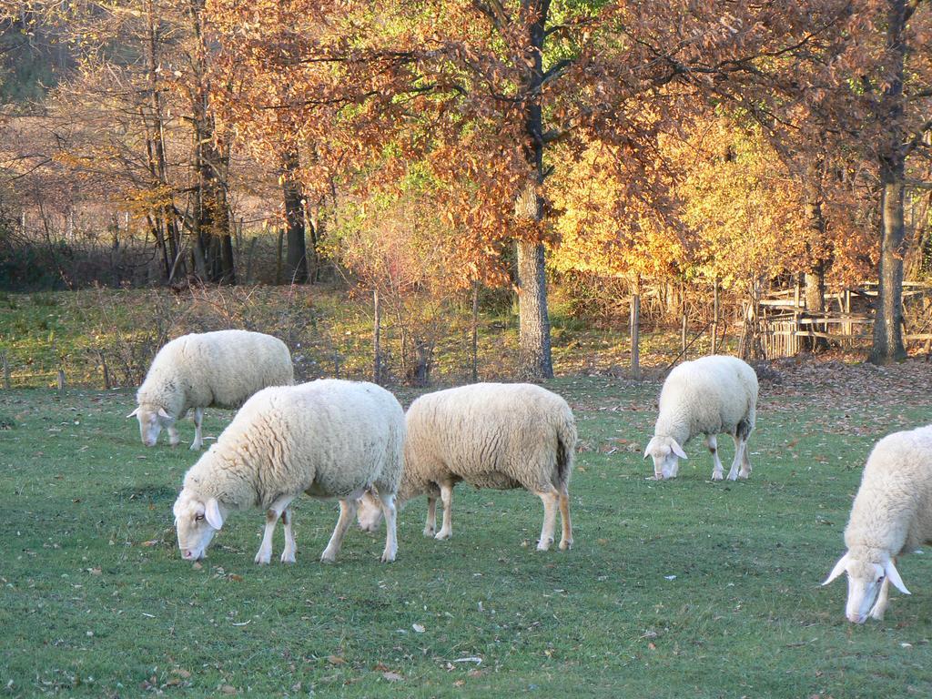 Country House Stoljetna Vila Seona Esterno foto